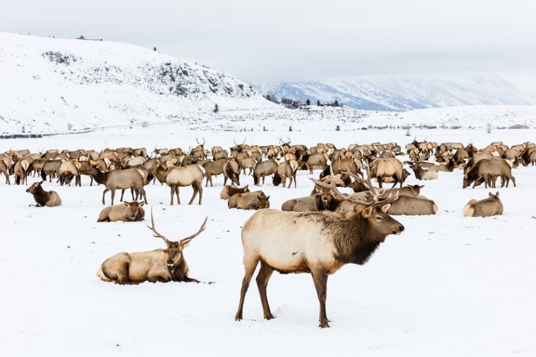 17 National Elk Refuge, wapiti.jpg